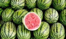 非洲网红吃瓜图片视频下载,趣味横生的视觉盛宴